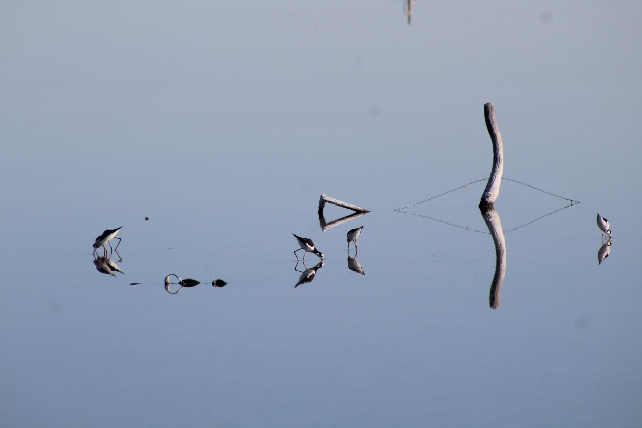 Reflejos