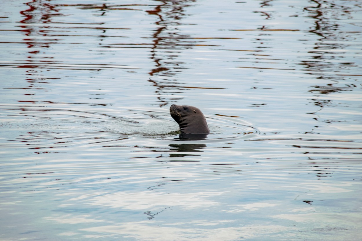 Lobo Marino