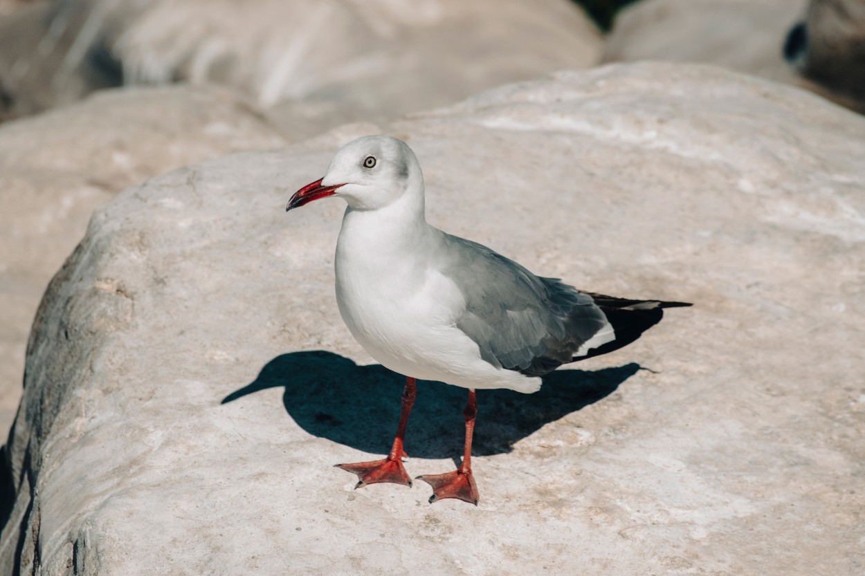 Gaviota de Capucho Gris