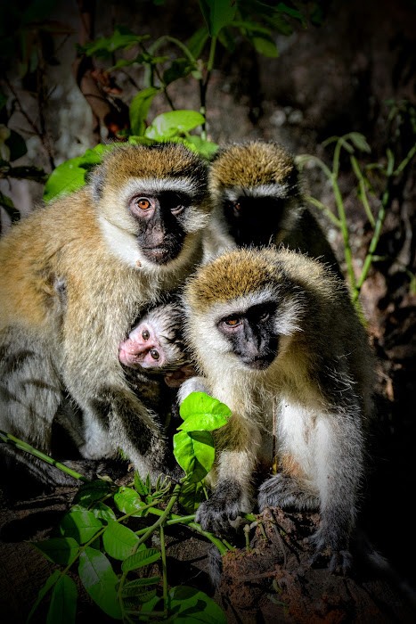 En familia (ngorongoro)