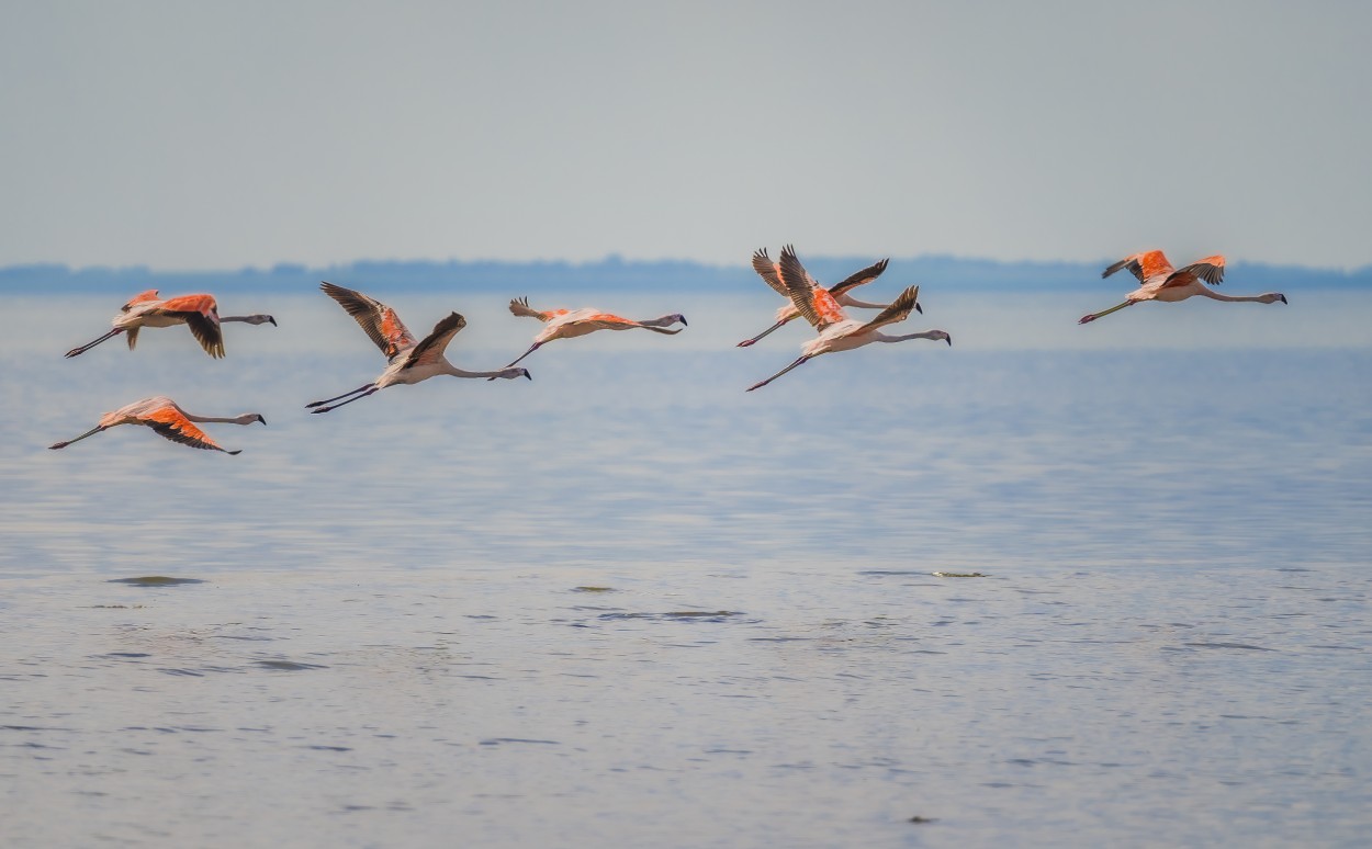 Sincrona en vuelo