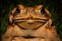 Portrait of a Frog