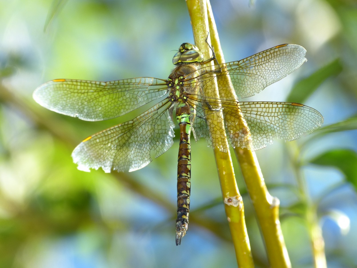 Descanso en verde