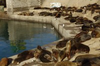 Lobos marinos y gaviotas