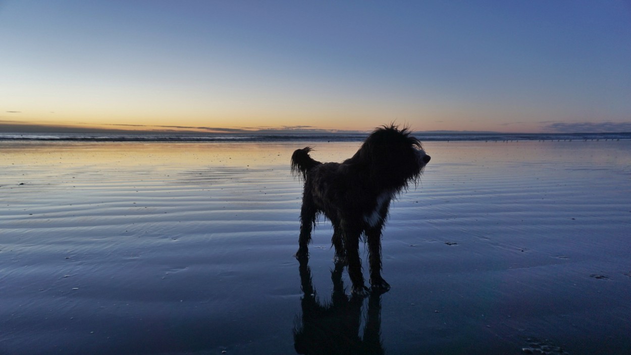 Perro de playa