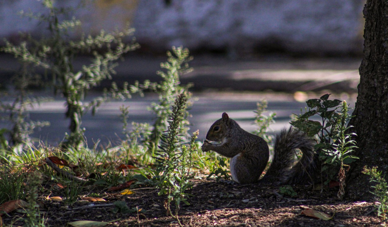 Ardilla en el Central Park