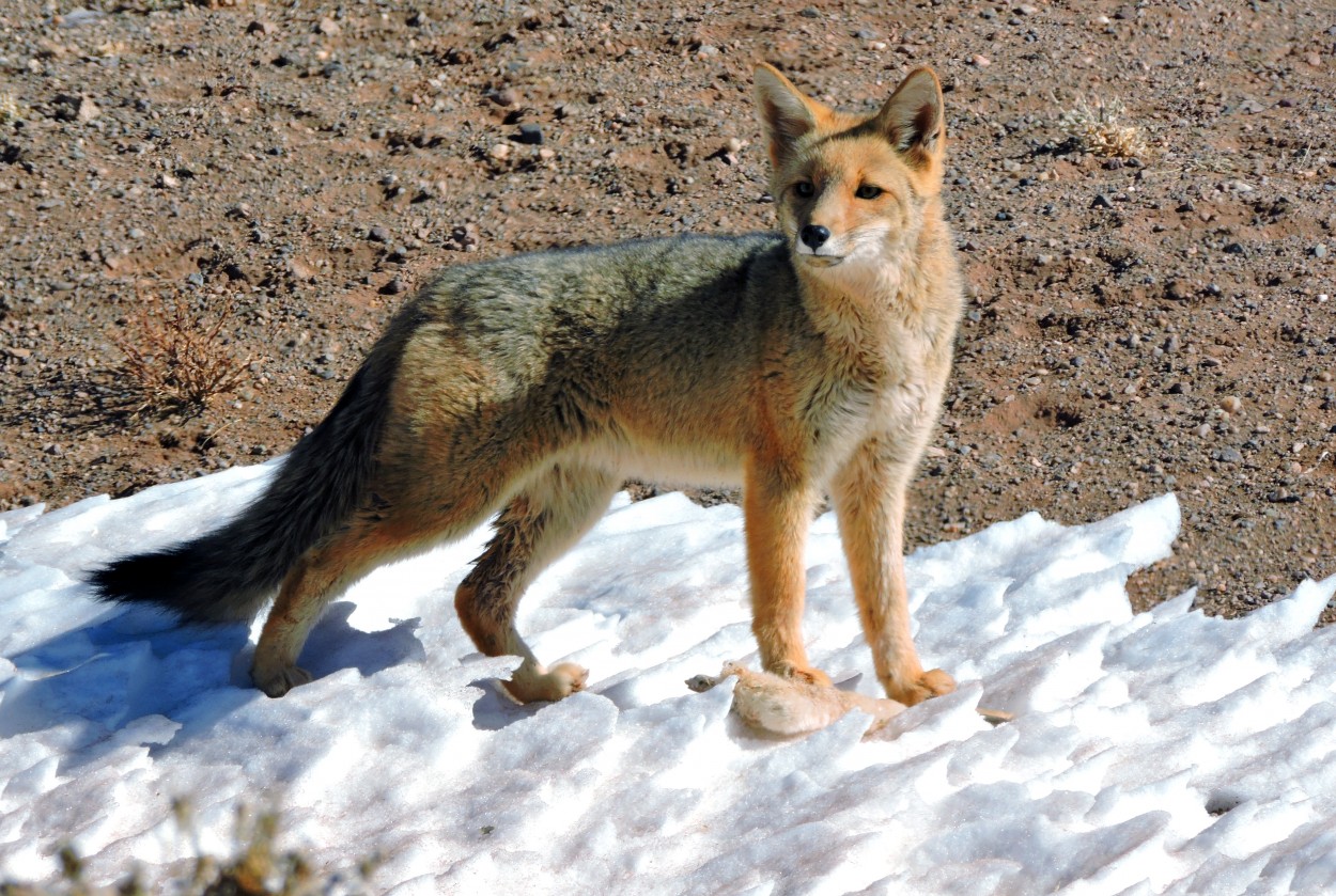 Zorrito