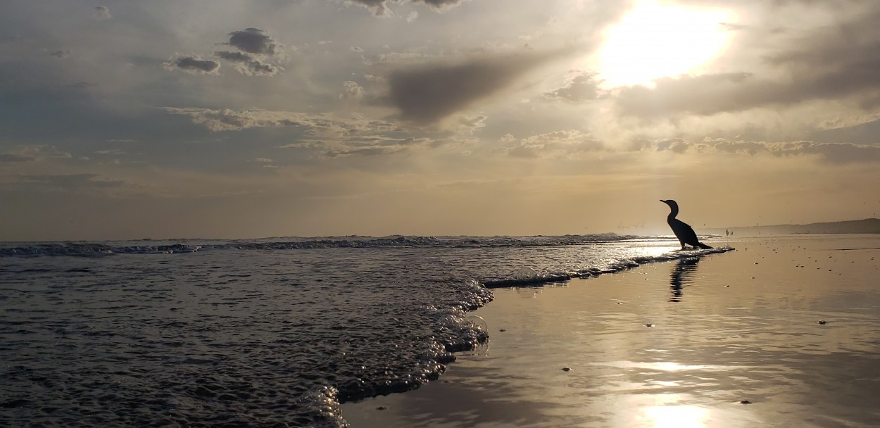 Solo frente al mar