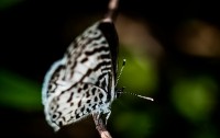 mariposa en blanco y negro