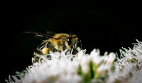 mirada de abeja