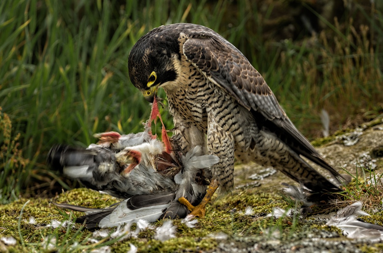 Buzzard comiendo su presa nueva