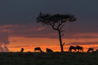 Gnus en el atardecer africano