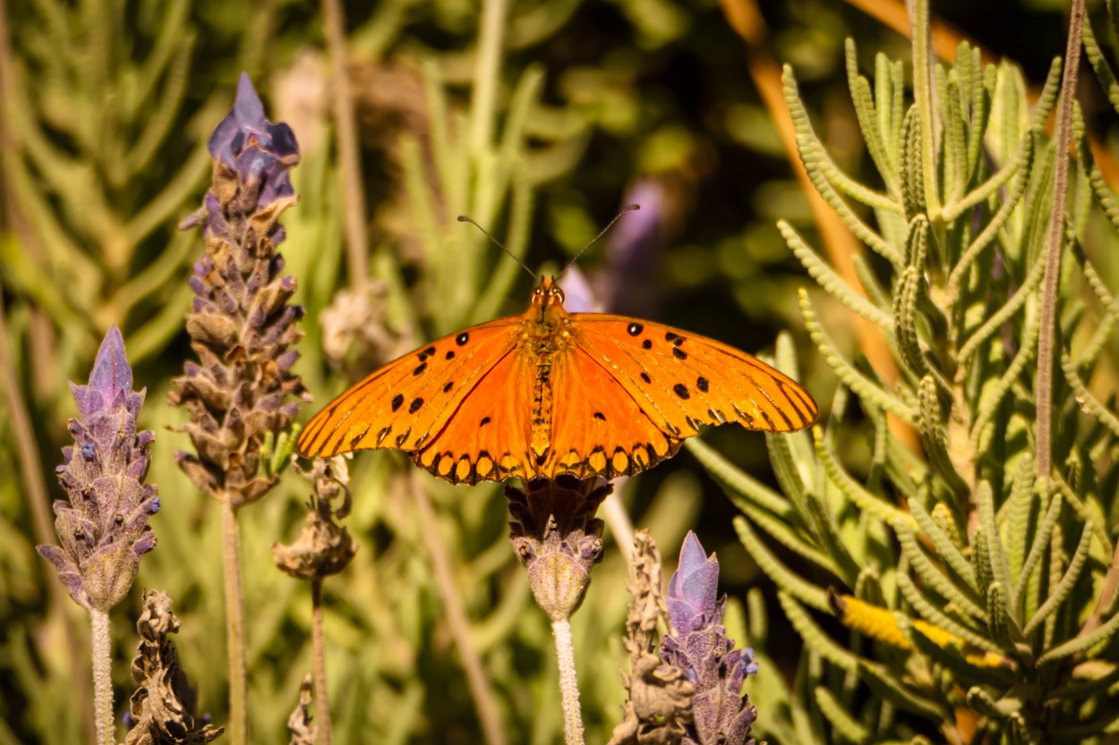 Mariposa