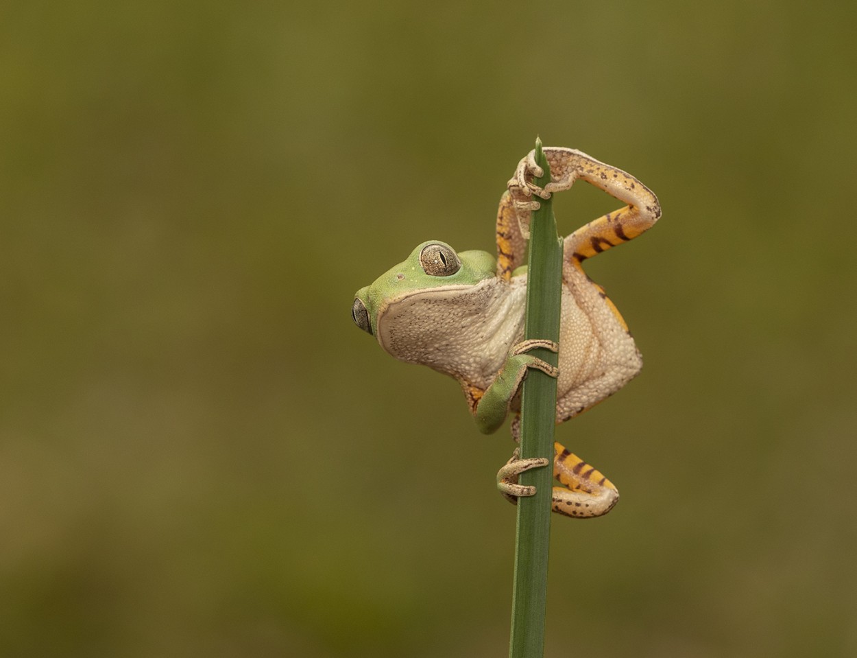 Sorprendida