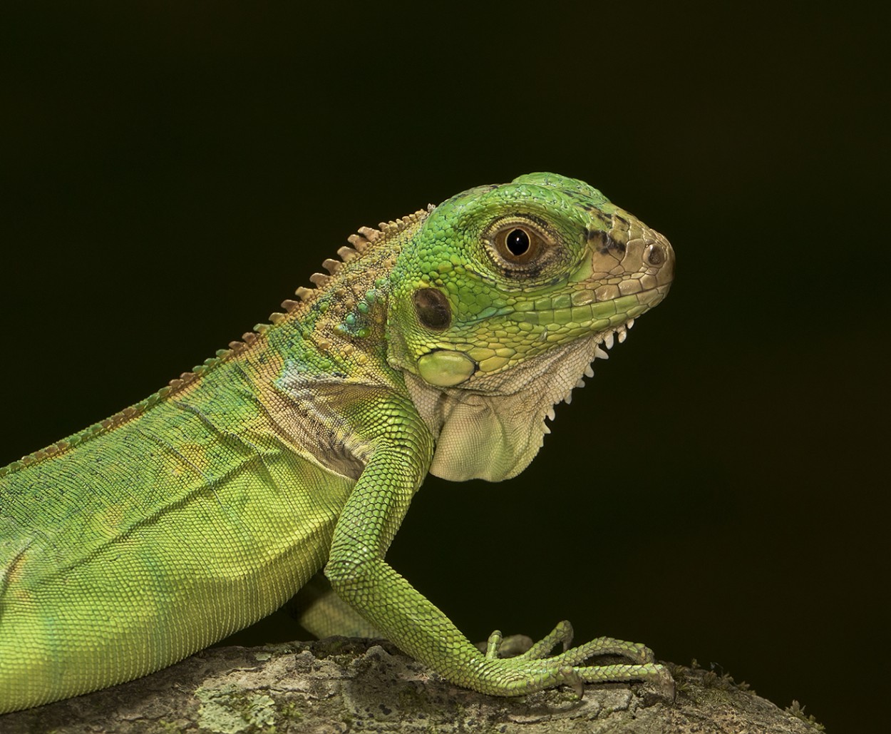 Iguana