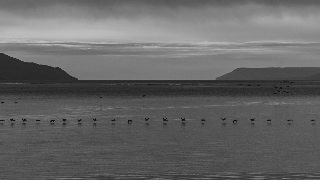 Cormoranes en vuelo