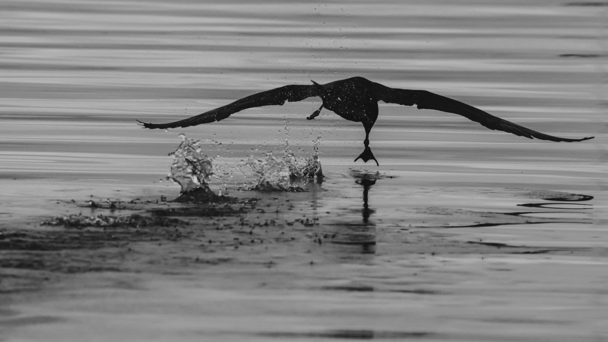 Petrel Gigante Antrtico levantando vuelo