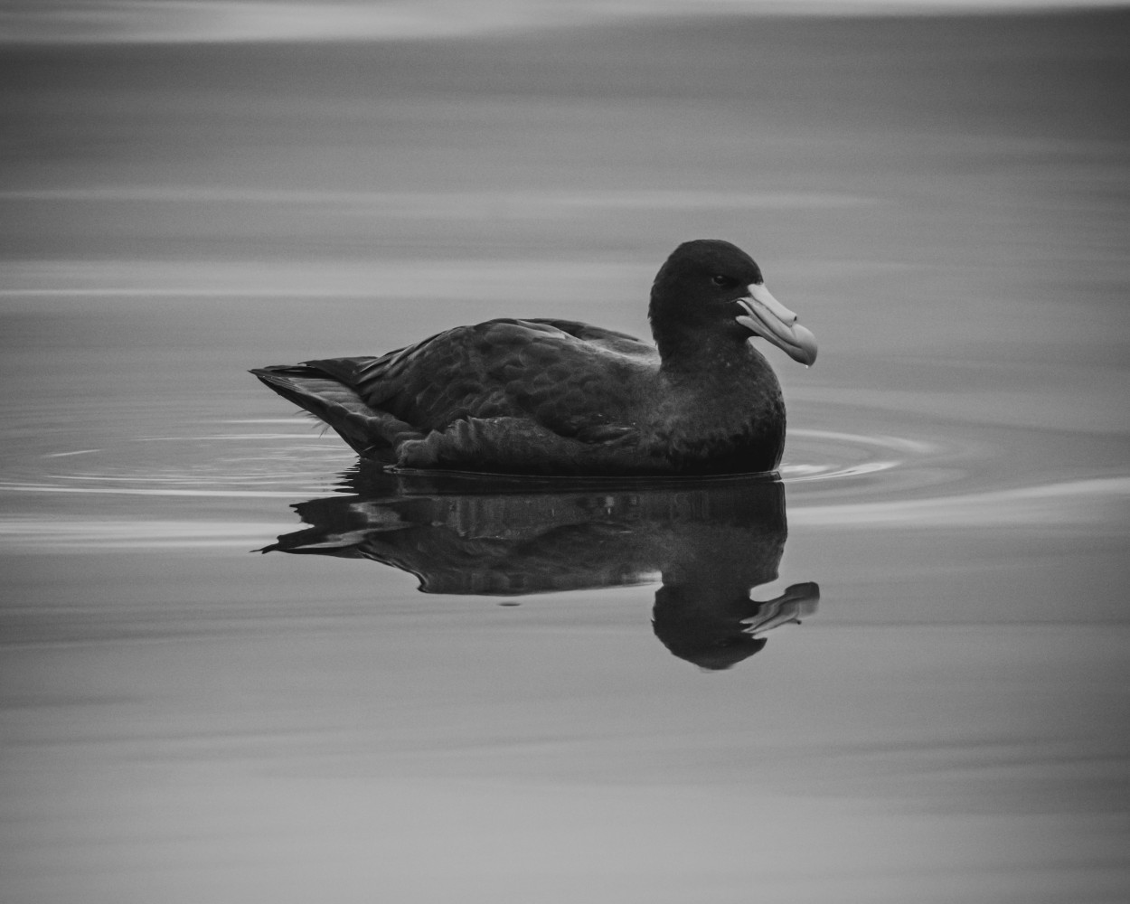 Petrel gigante antrtico