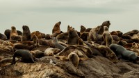 Grupo de lobos marinos