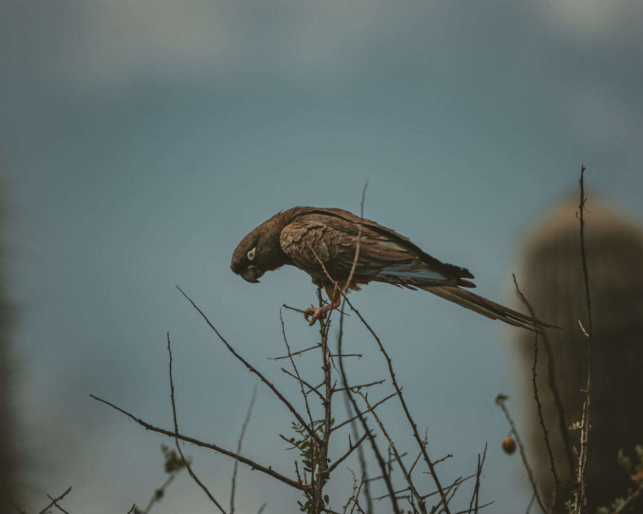 Loro barranquero