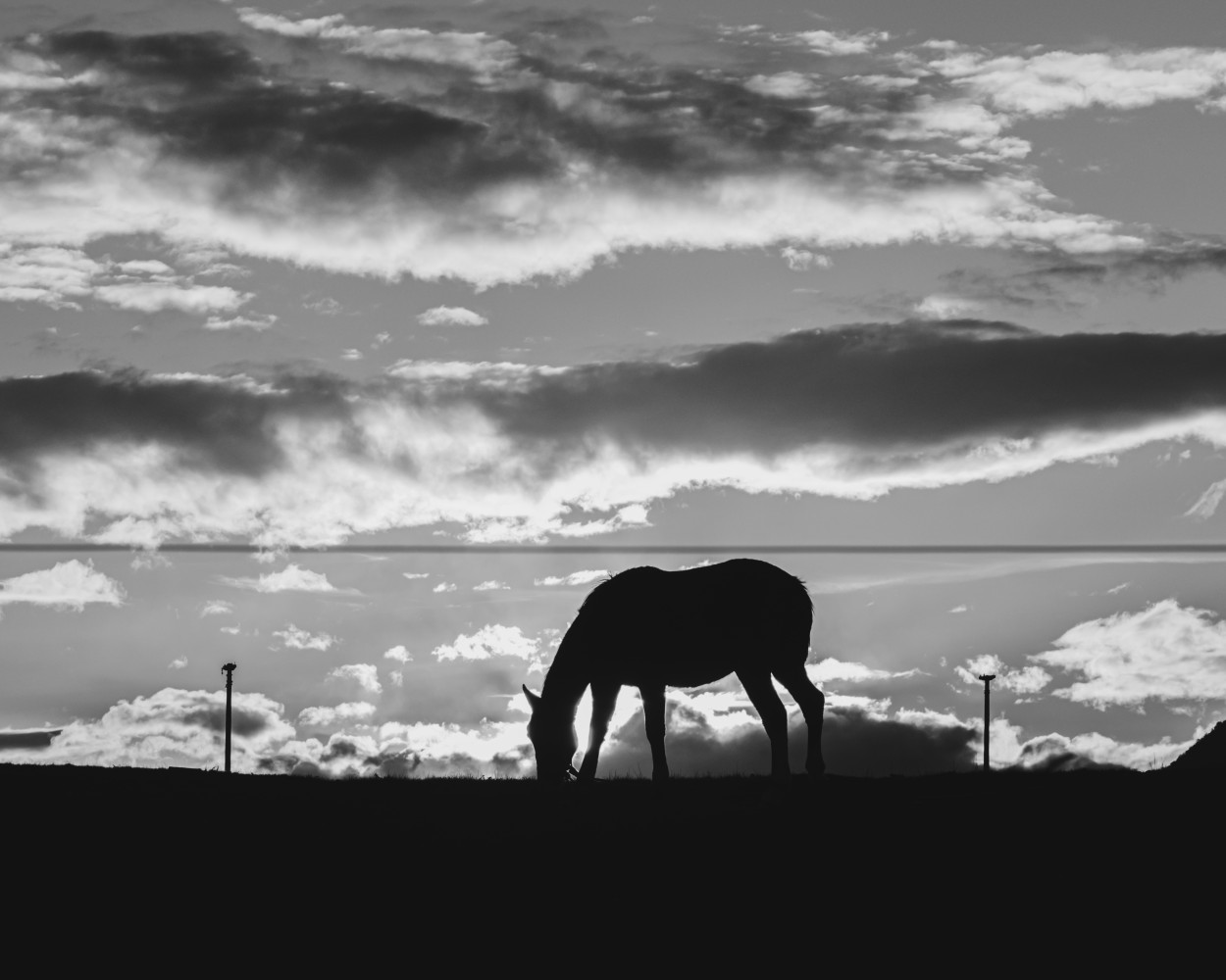 Caballo a contraluz