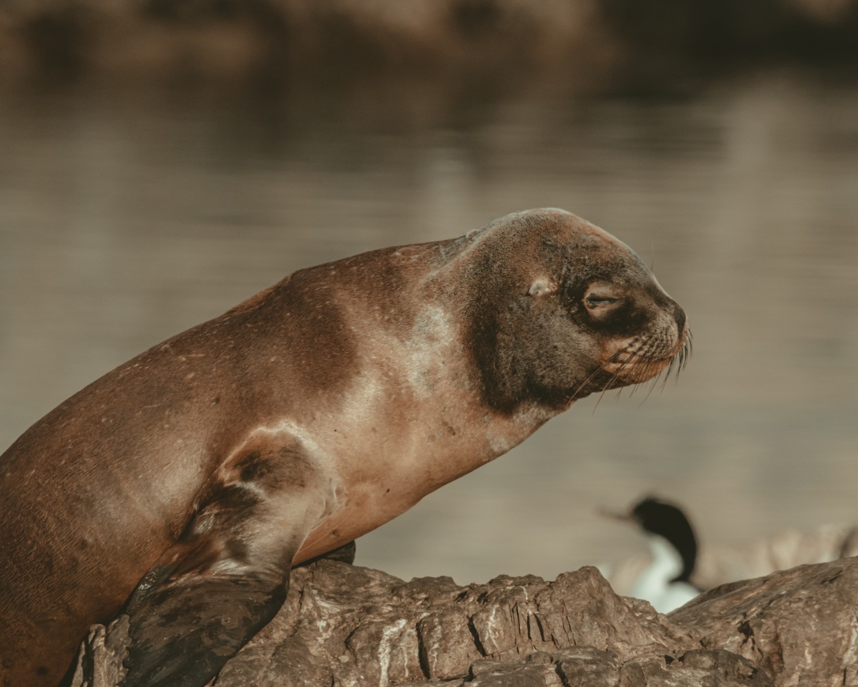 Lobo Marino en Ushuaia