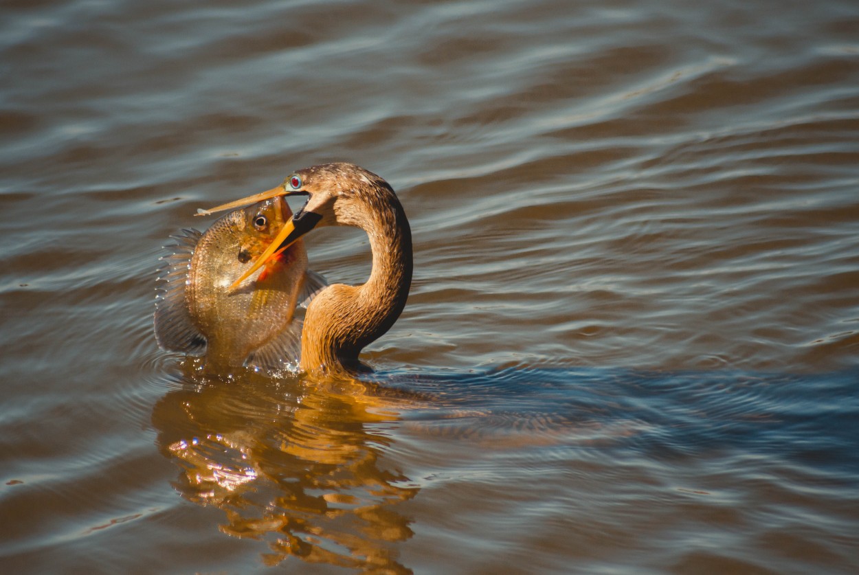 Dia de Pesca