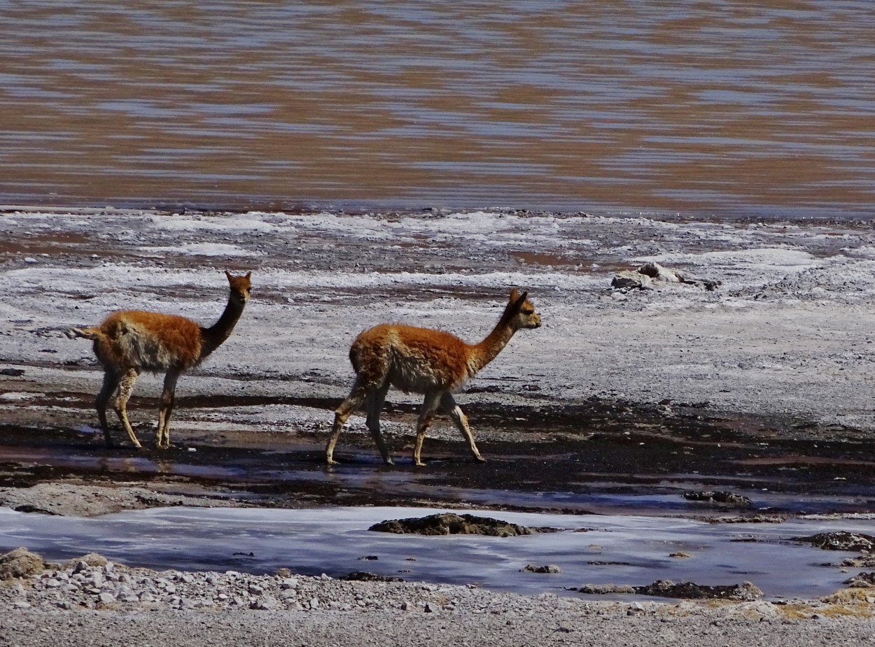 CAMINANTES DEL FRIO