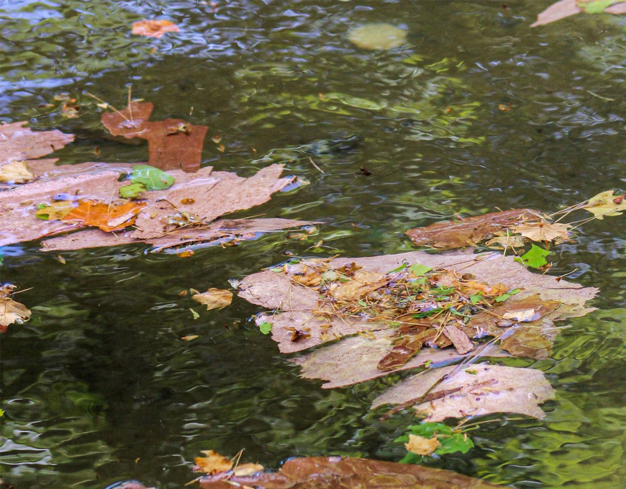 Corteza flotando