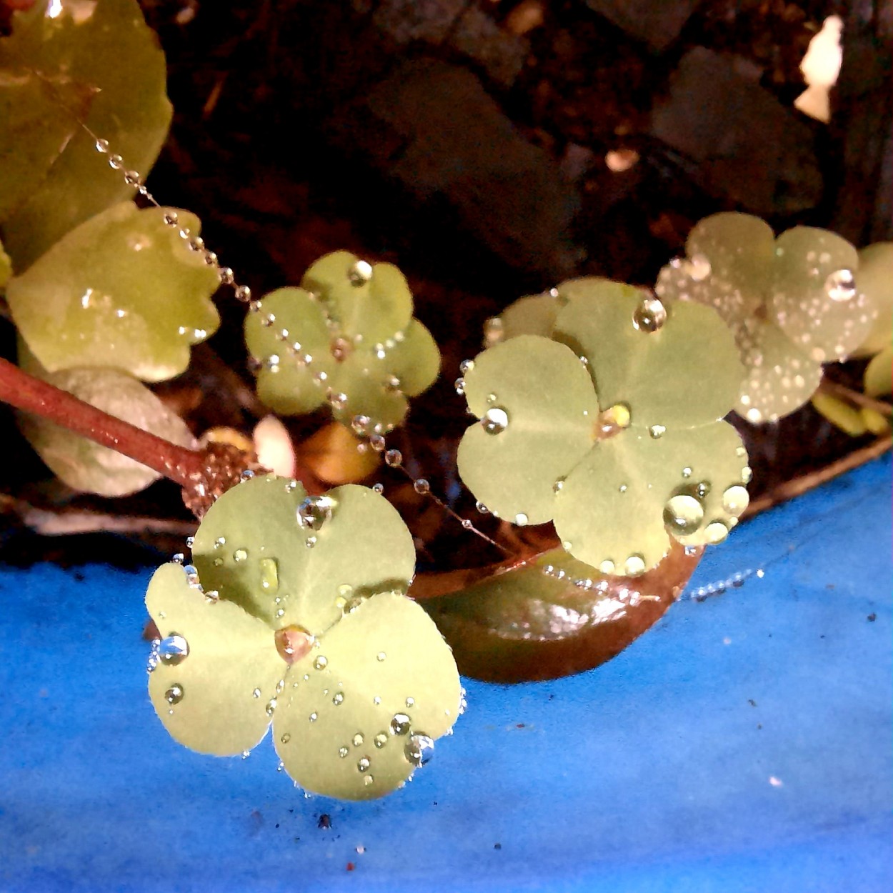 Agua primorosa