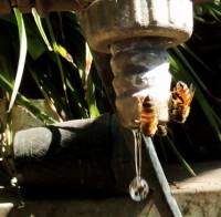 Agua...indispensable para TODOS