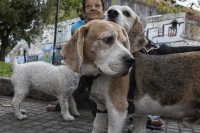 Laberinto canino