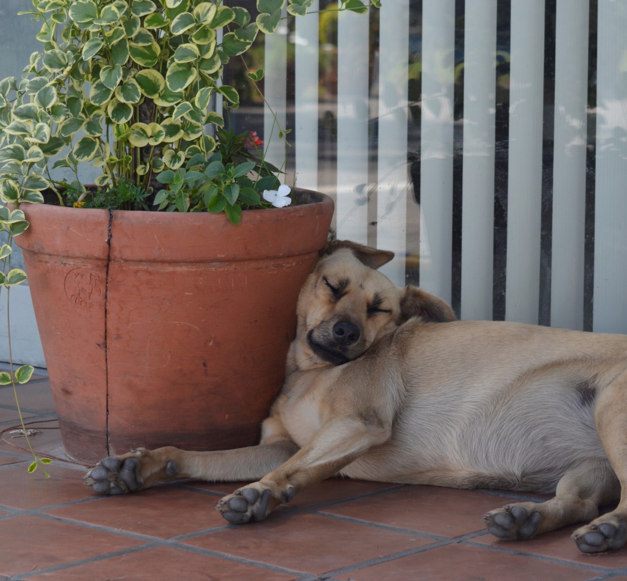 Siesta