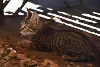 Camuflaje de Otoo