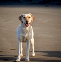 Zo, la labradora