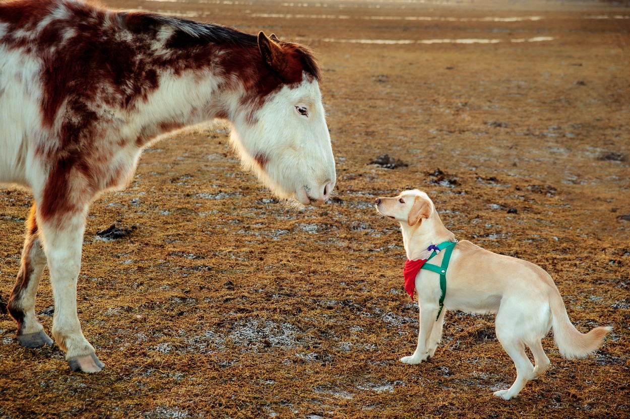 Zoe y amigo