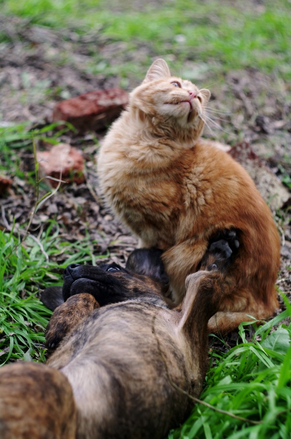 Mascotas entre el pasto