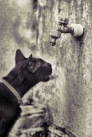 AFRICA TOMANDO AGUA DE LA CANILLA DE LA TERRAZA