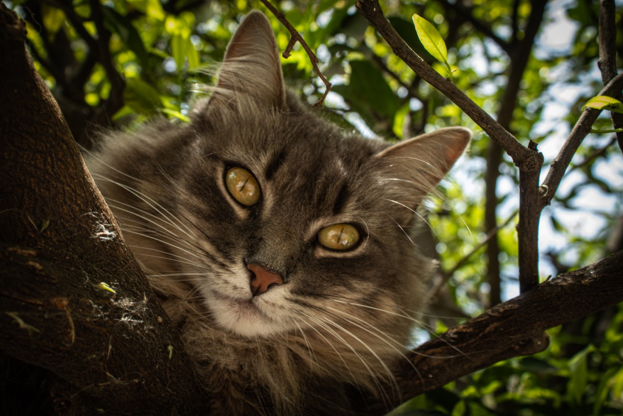 Ojos curiosos