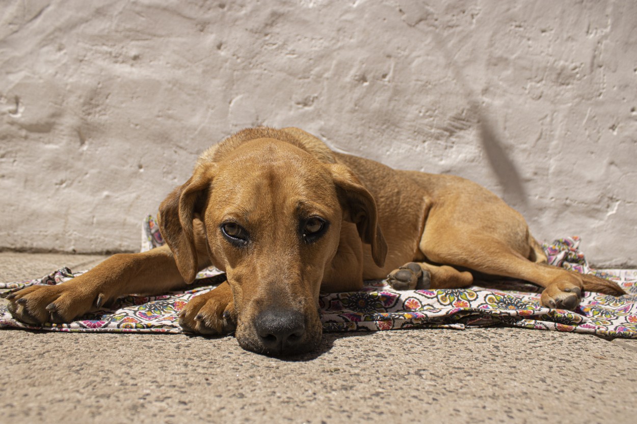 Lunita al sol