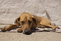 Lunita al sol