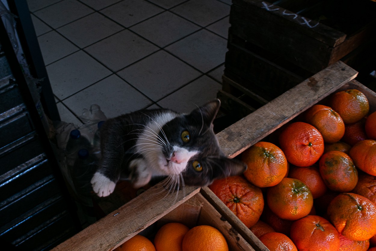 El Gato Verdulero