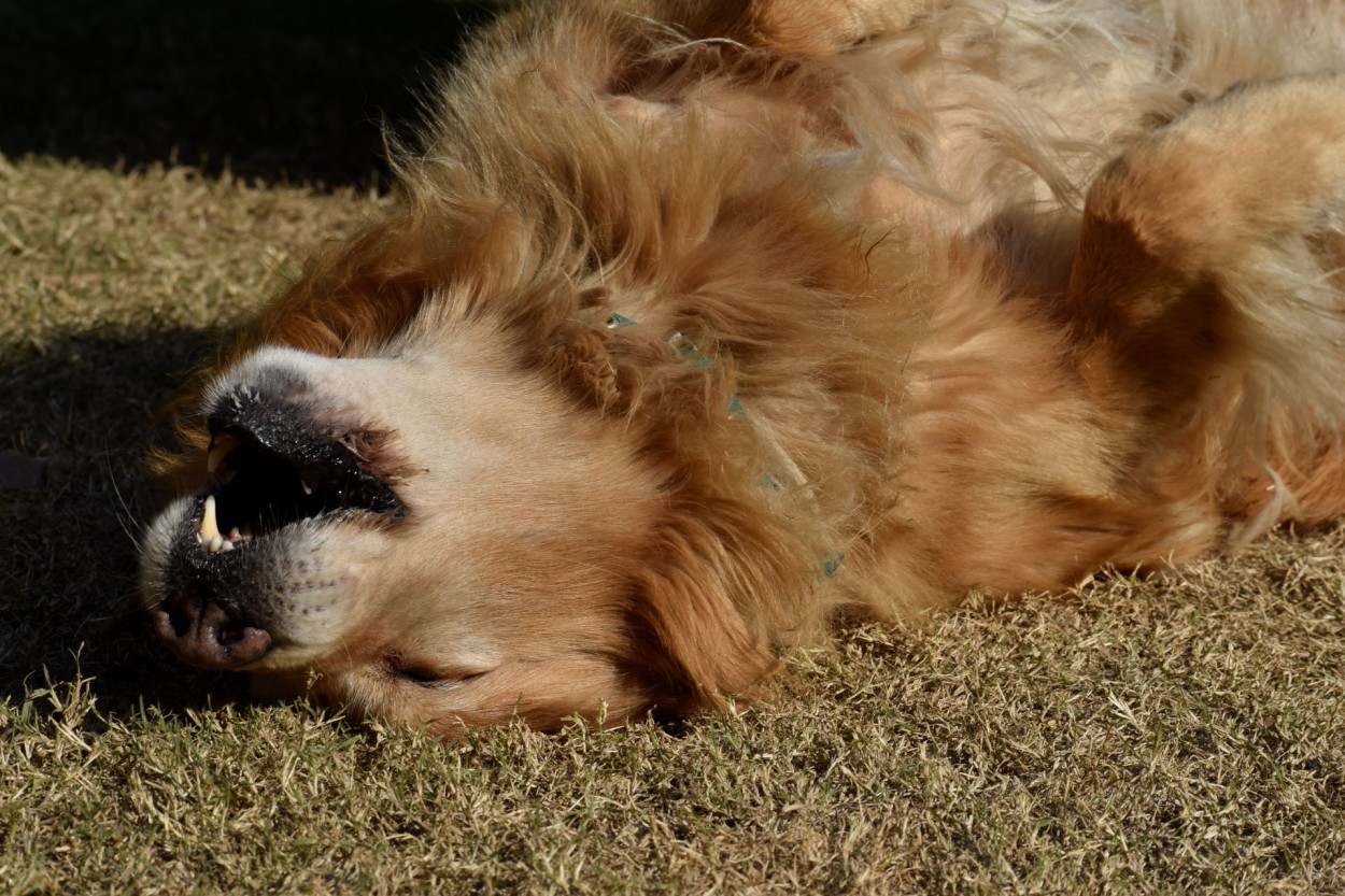 Odin disfruta el sol