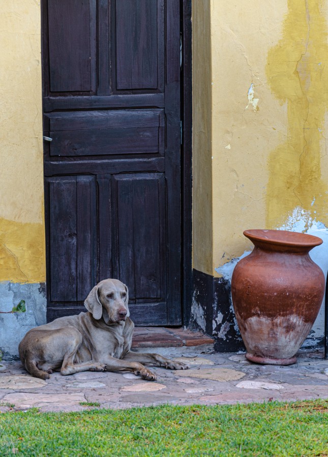 Guardin de la siesta