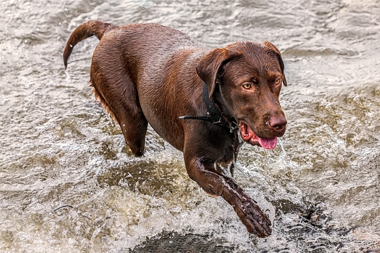 Perro de agua