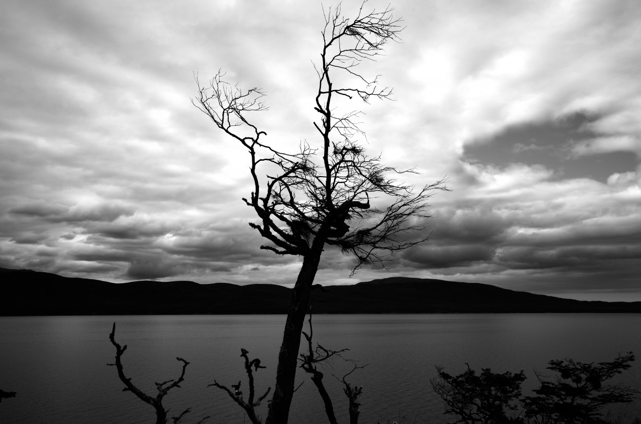 Arbol en Ushuaia