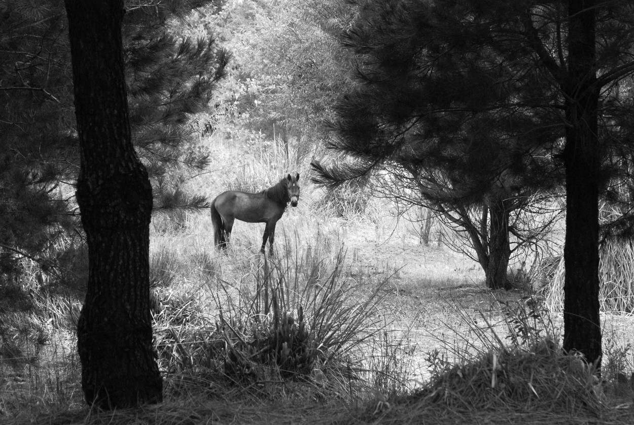 El Bosque