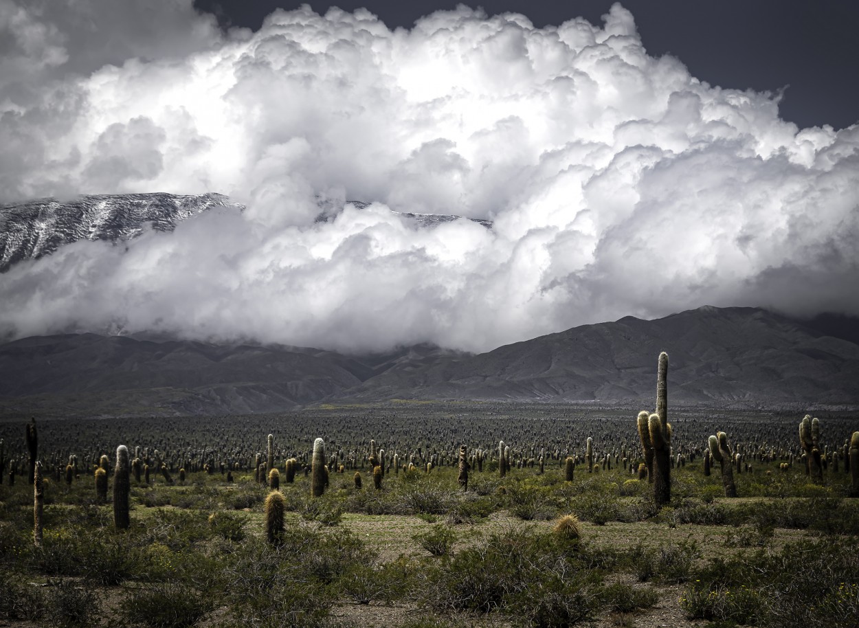 `LOs Cardones , Salta`