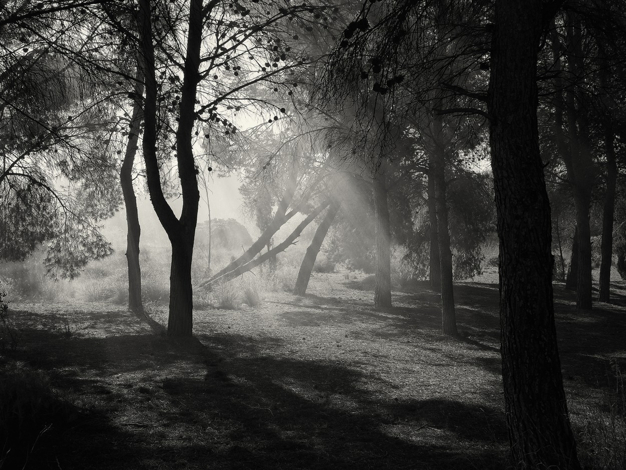 Humo en el bosque