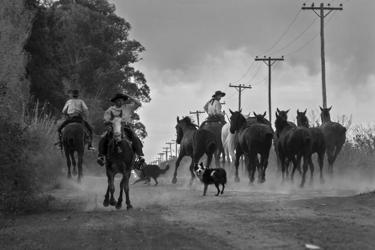 Caballos en fuga